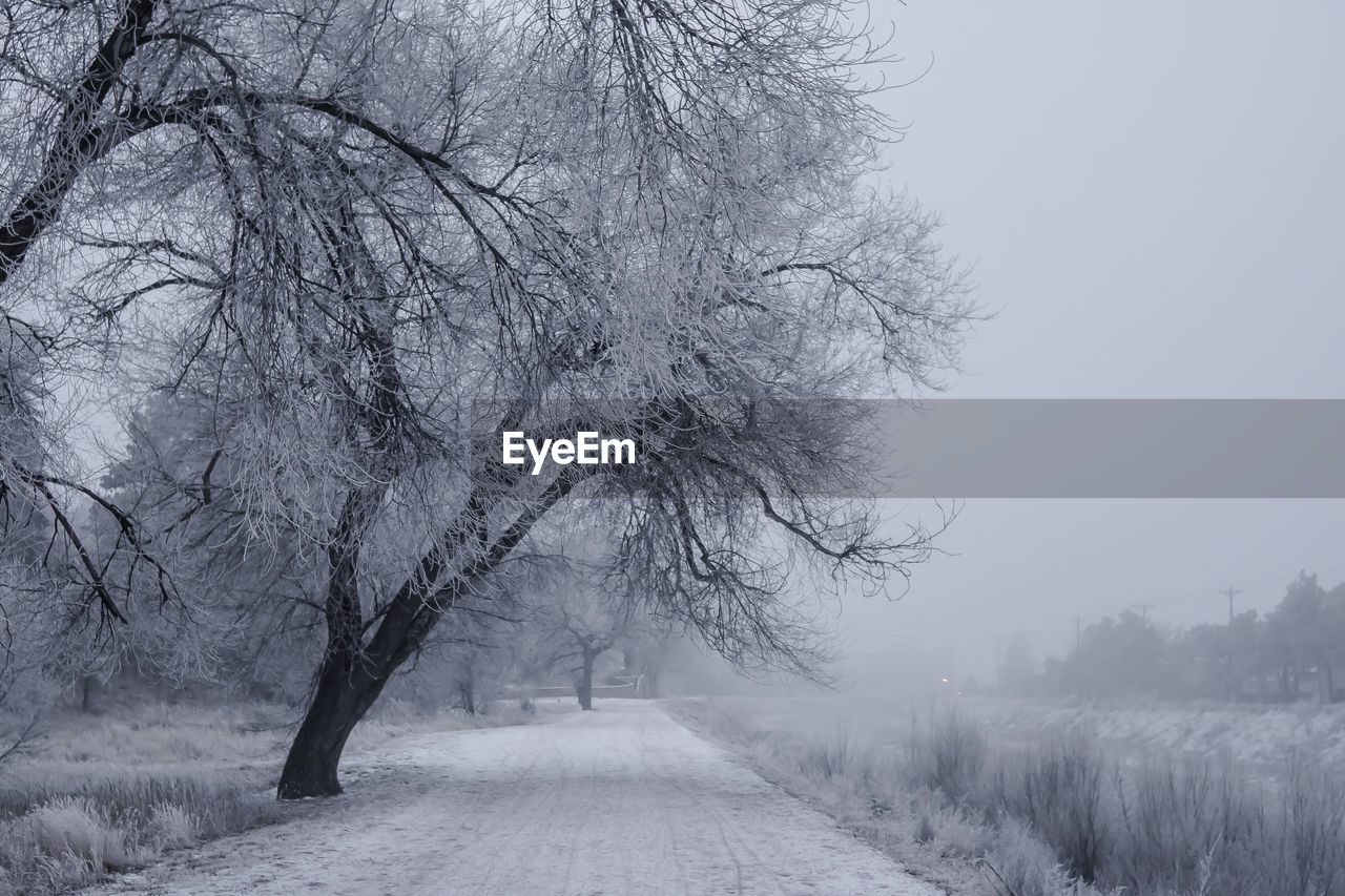 TREES ON SNOW COVERED LANDSCAPE