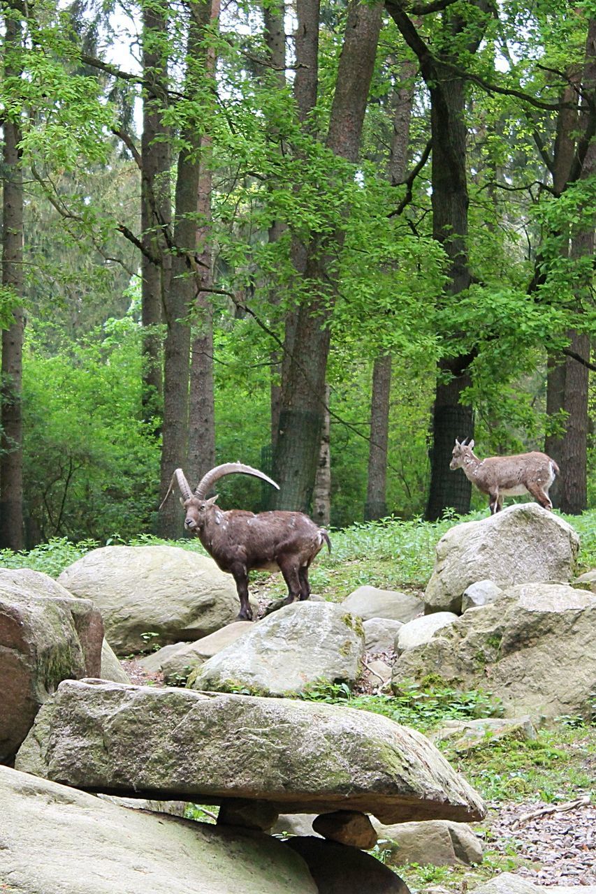 Ibex on rocks in forest