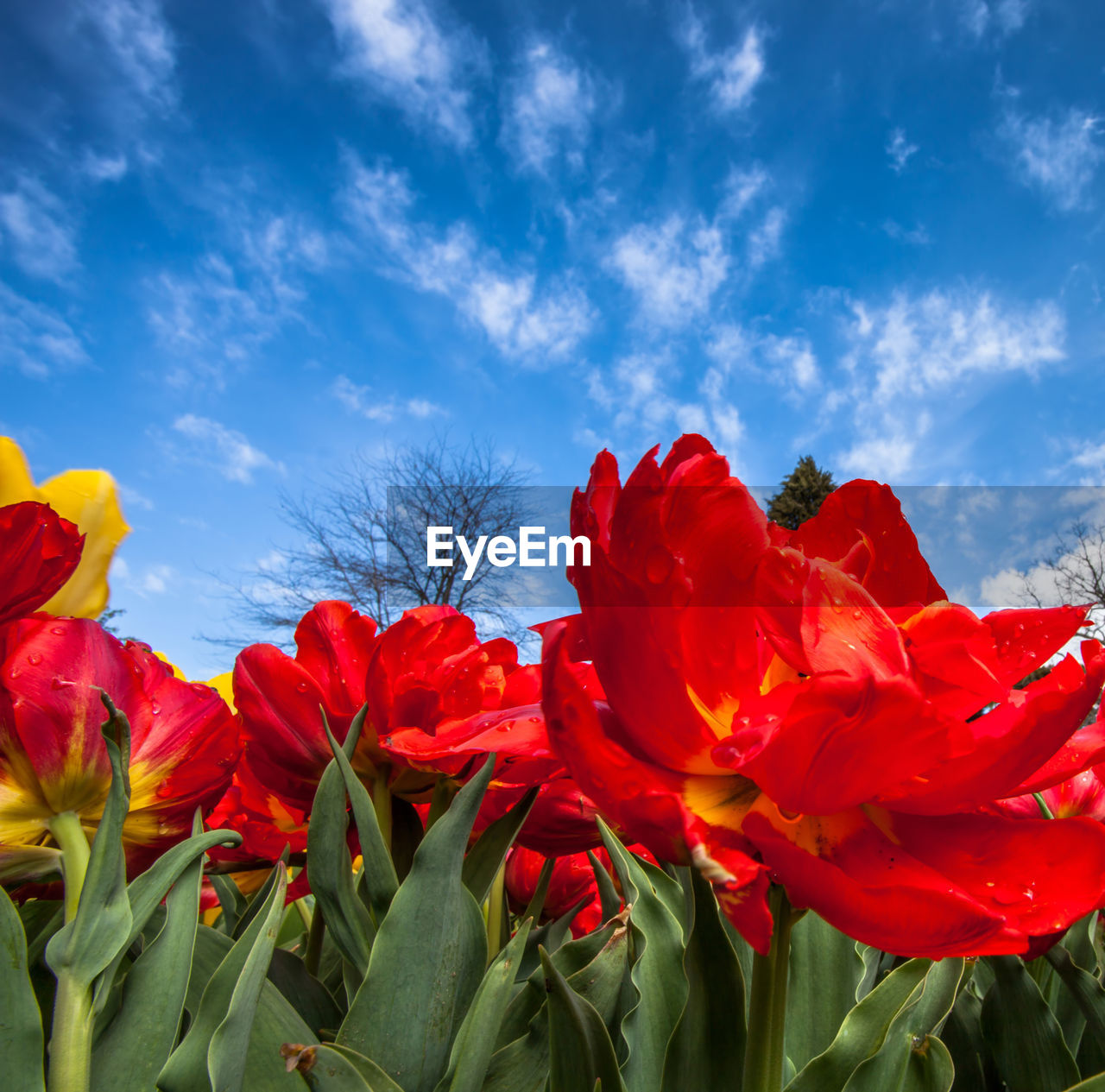 CLOSE-UP OF RED TULIP FLOWERS IN BLUE SKY