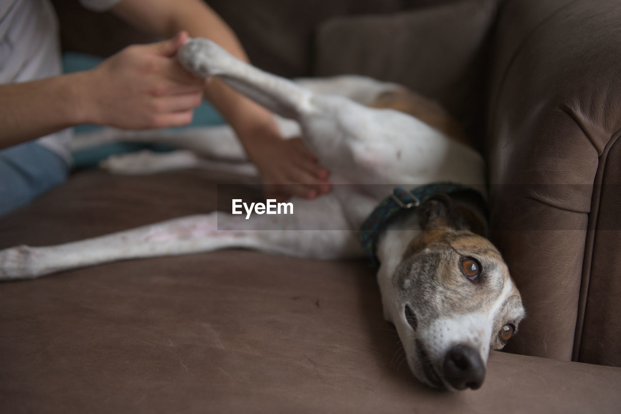 Owner gives belly or stomach rub to well behaved pet greyhound dog, who relaxes and lies sideways