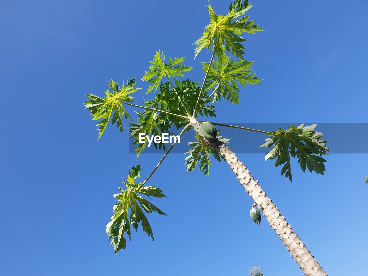 LOW ANGLE VIEW OF PLANT AGAINST BLUE SKY