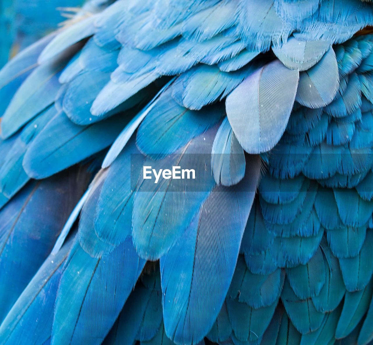 Full frame shot of blue bird