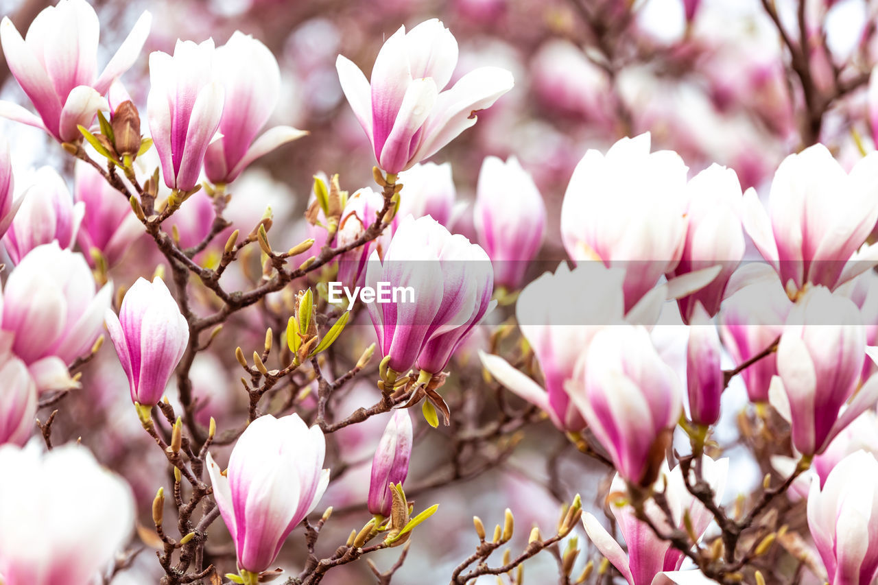 plant, flower, flowering plant, pink, beauty in nature, freshness, blossom, magnolia, spring, fragility, springtime, growth, petal, tree, nature, close-up, no people, branch, flower head, inflorescence, outdoors, focus on foreground, day, selective focus, macro photography, botany, backgrounds