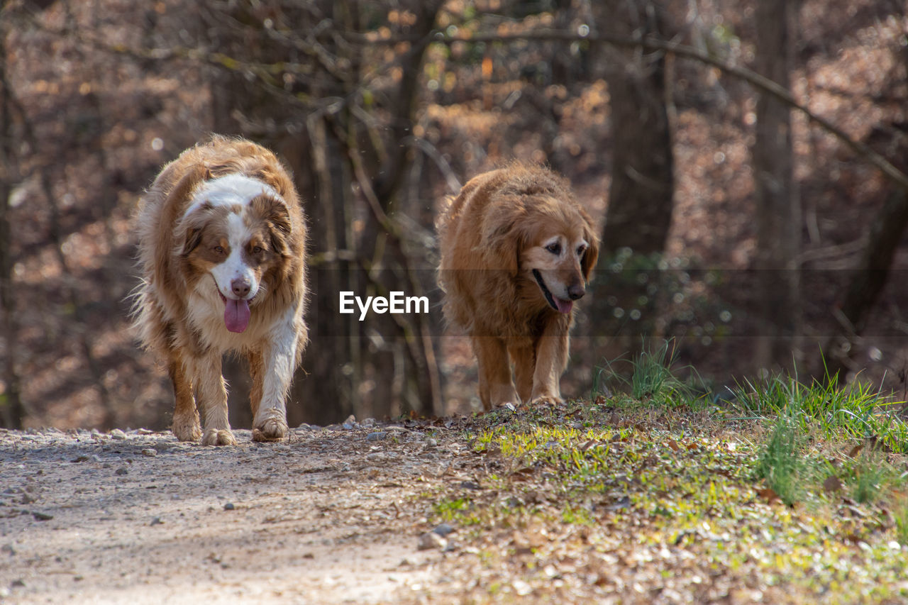 DOGS IN A FIELD