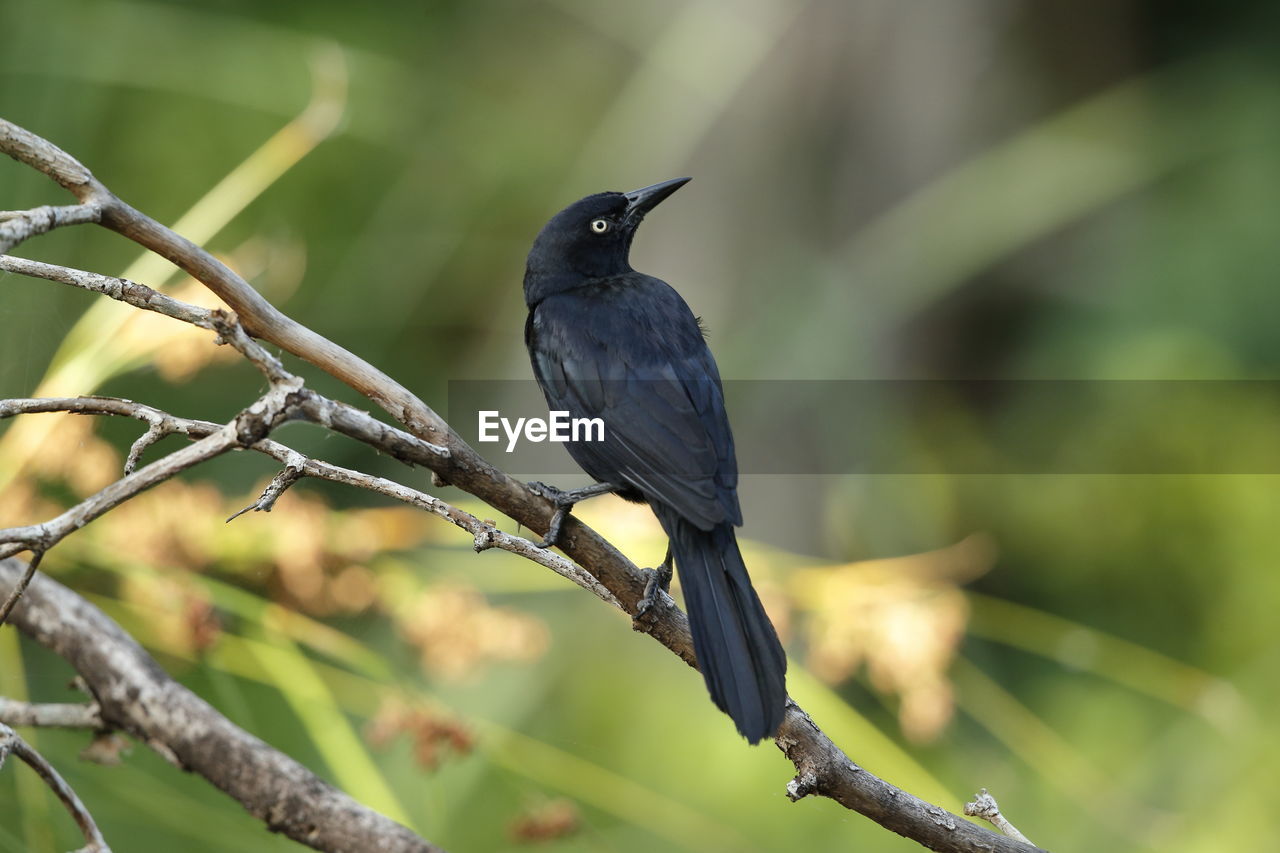A greater antillean grackle
