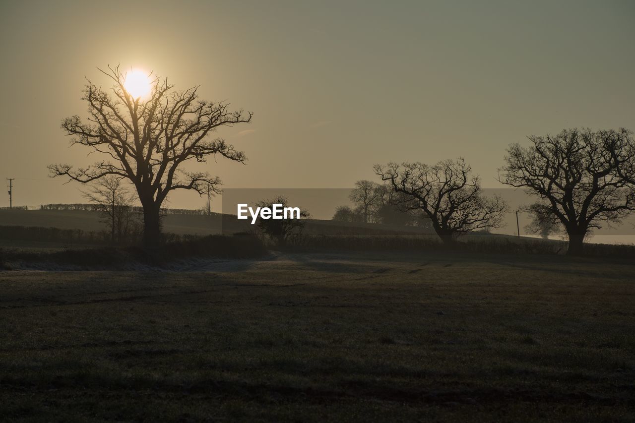 BARE TREES ON FIELD AGAINST CLEAR SKY