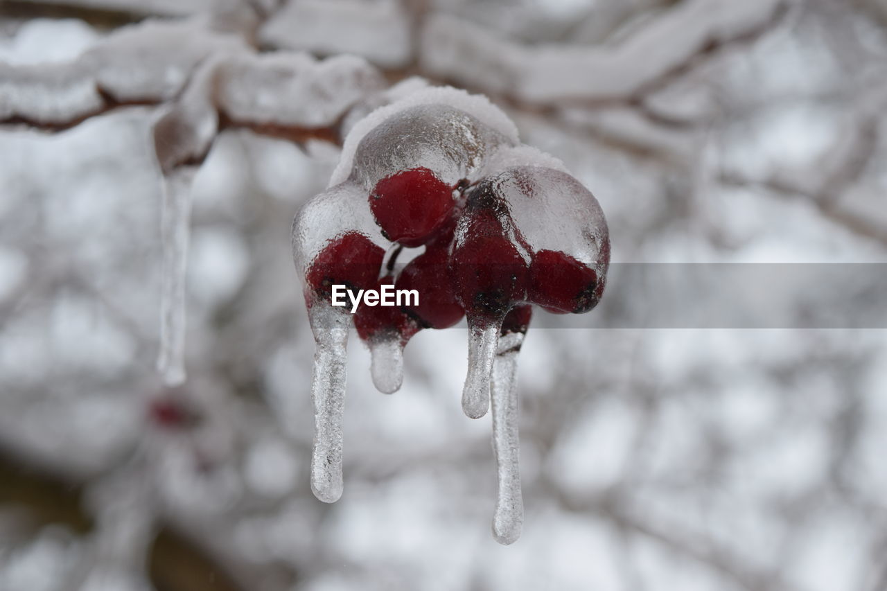 CLOSE-UP OF FROZEN FRUIT OUTDOORS