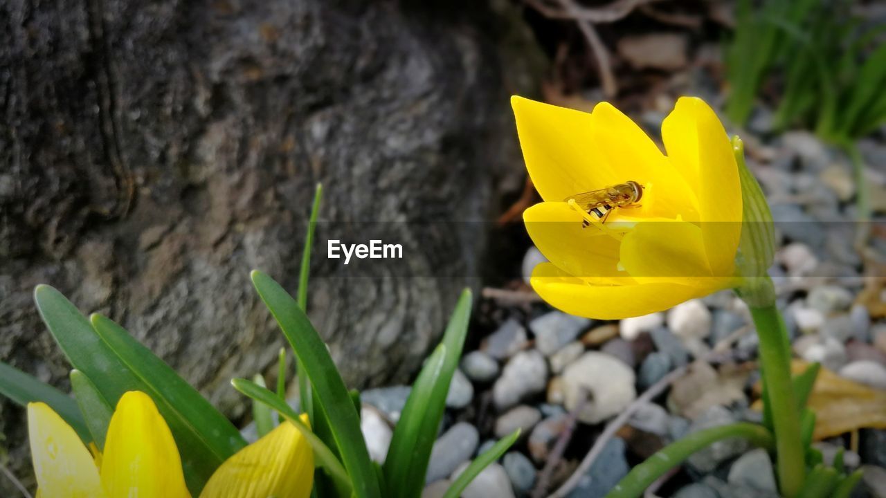 HIGH ANGLE VIEW OF YELLOW BUTTERFLY ON CROCUS