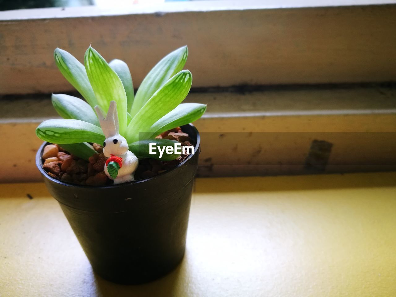 CLOSE-UP OF POTTED PLANT