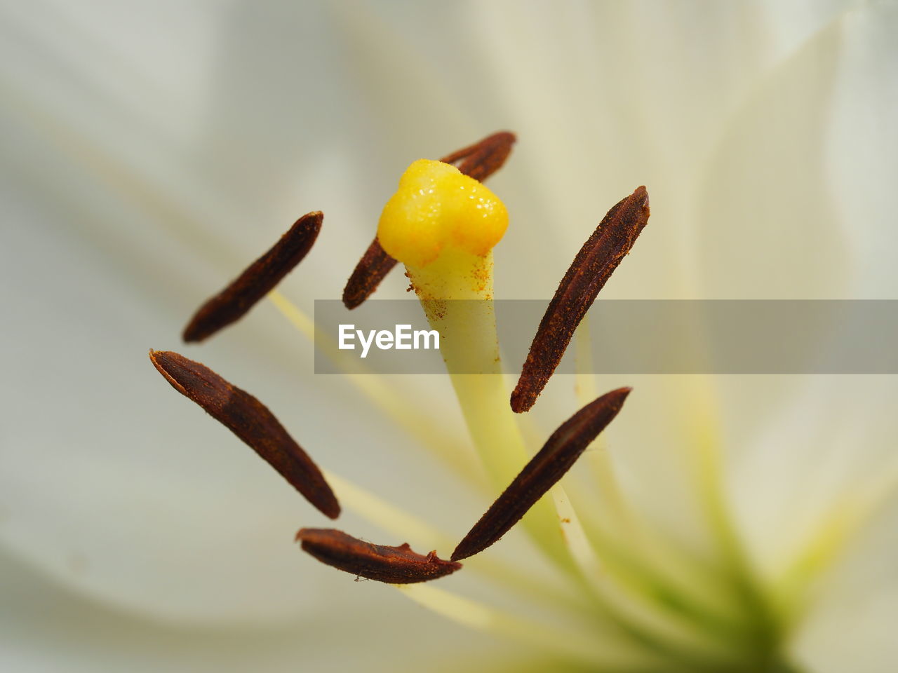 Full frame shot of white lily