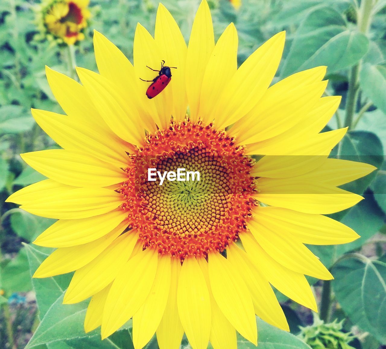 CLOSE-UP OF SUNFLOWER