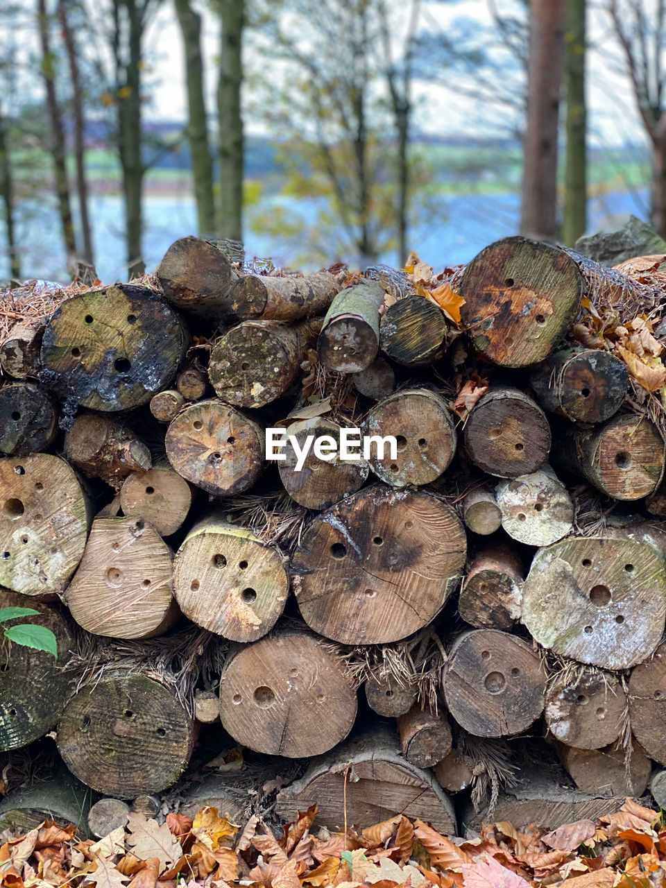 Close-up of a stack of logs in a forest