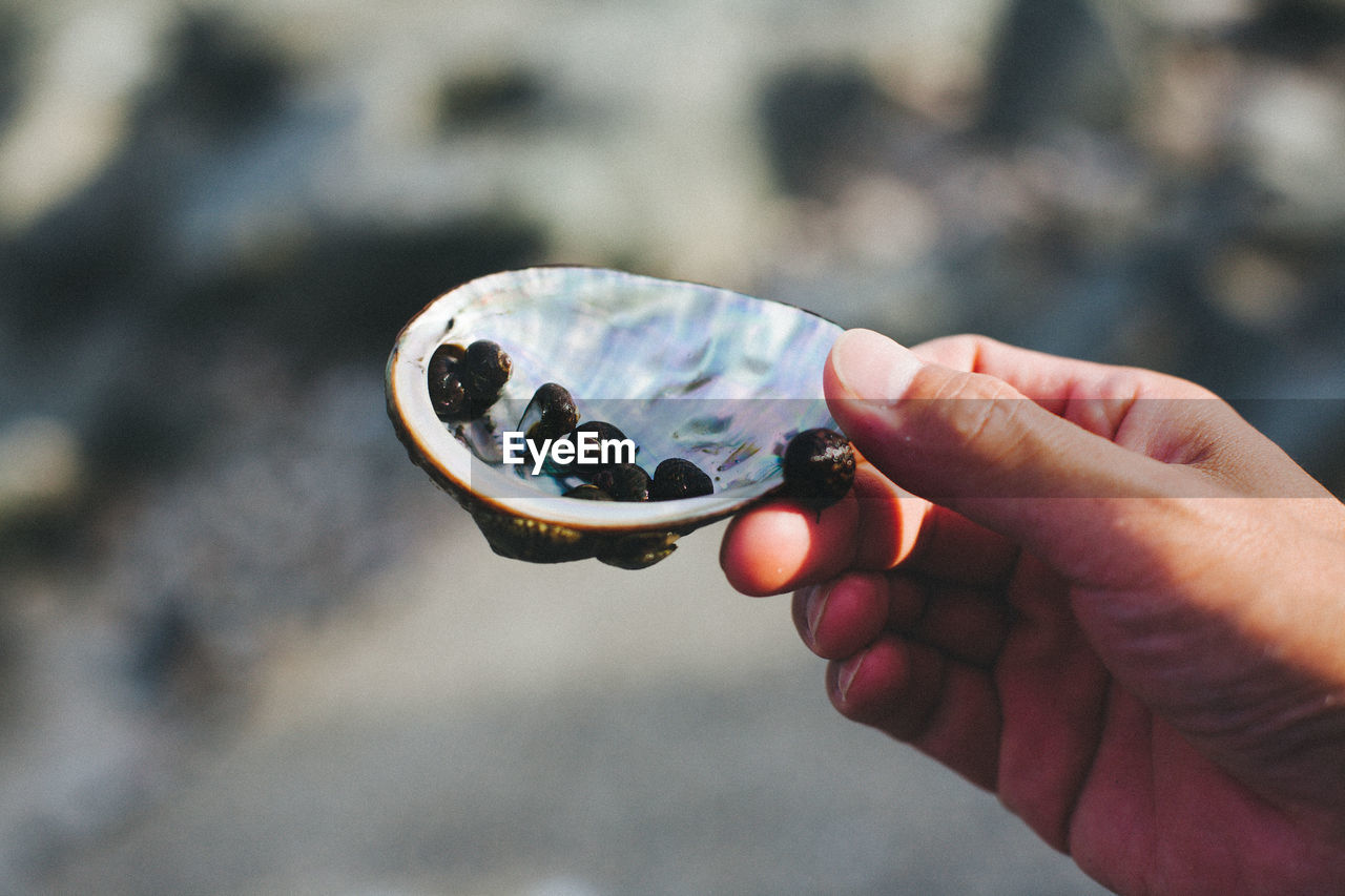 Close-up of human hand holding shells