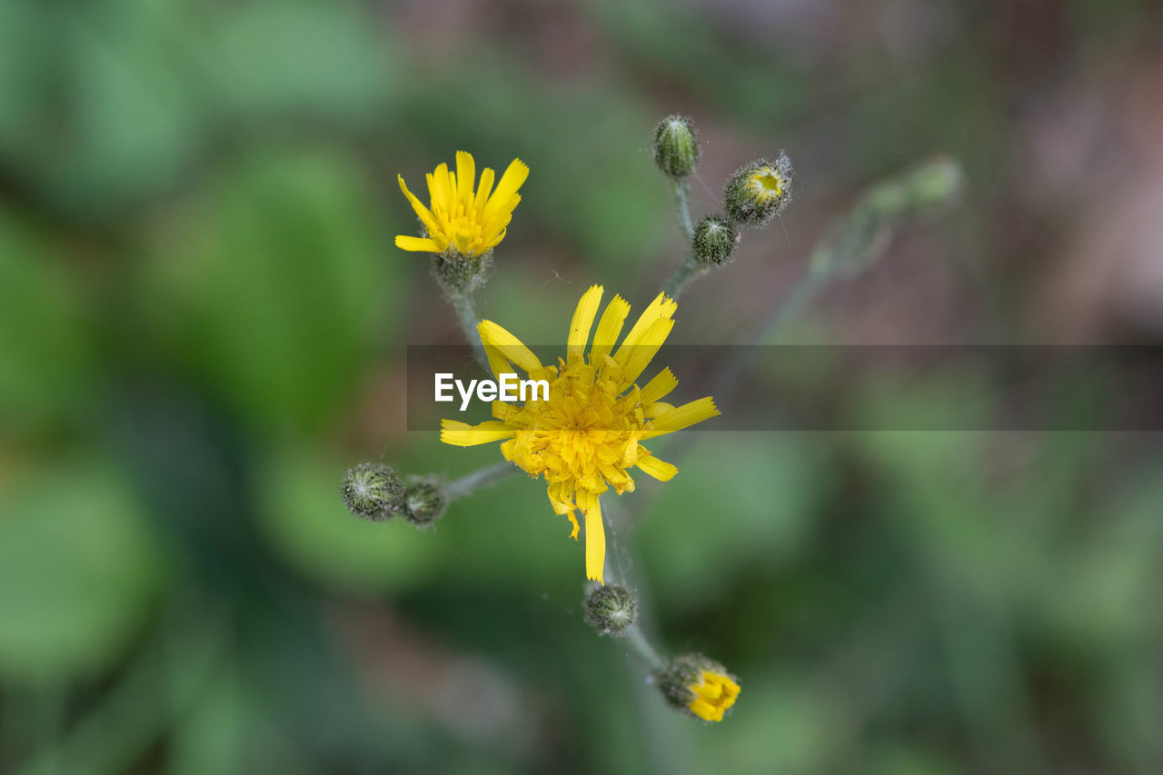 CLOSE-UP OF YELLOW FLOWER PLANT