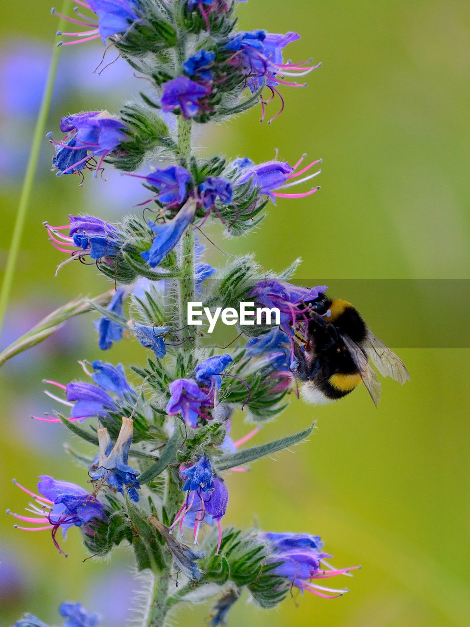CLOSE-UP OF BEE POLLINATING ON PURPLE FLOWERS