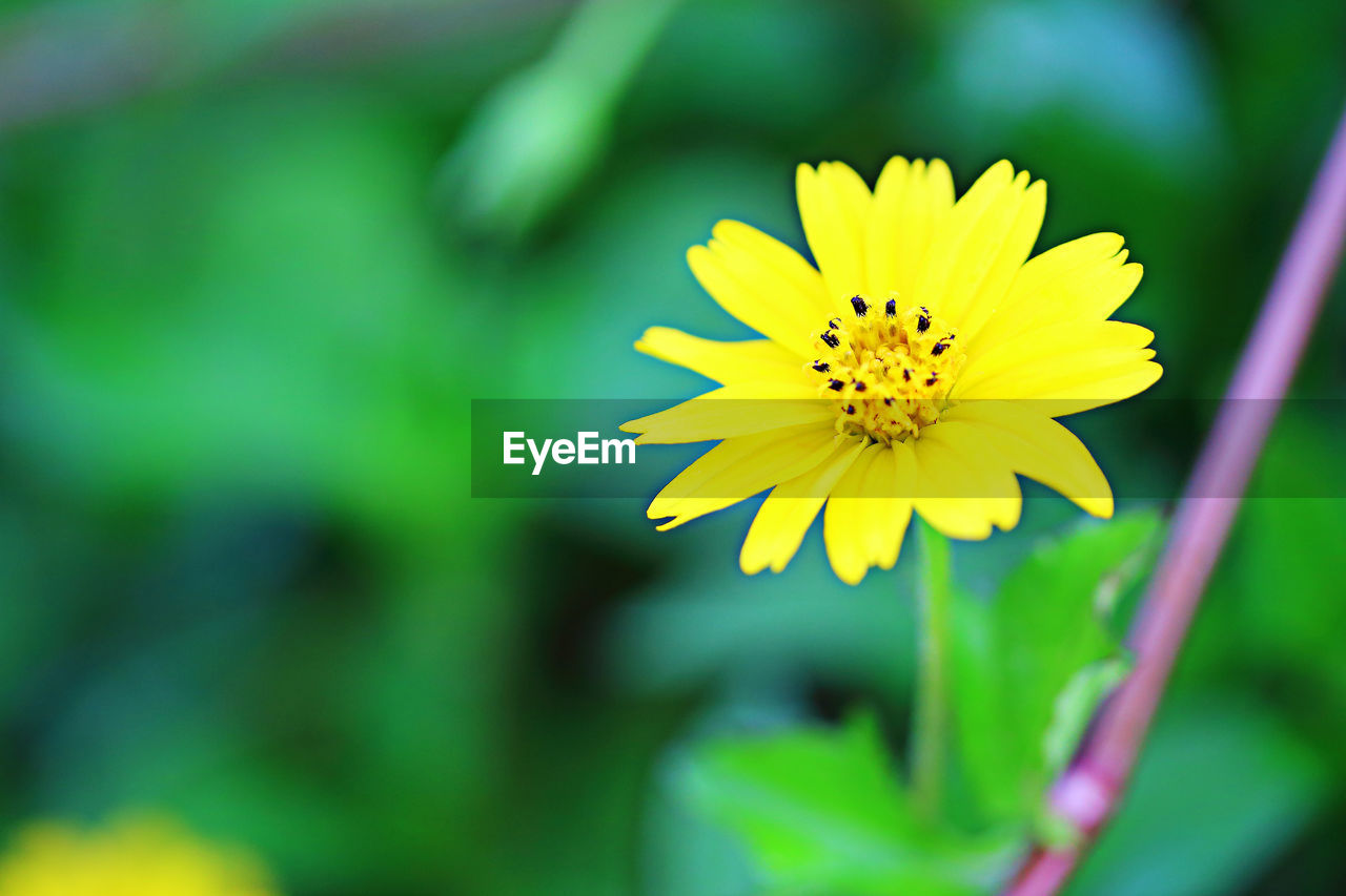 Close-up of yellow flowering plant