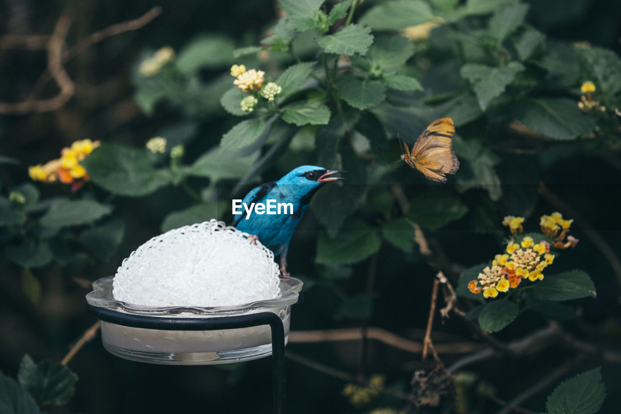 Bird and butterfly against plants