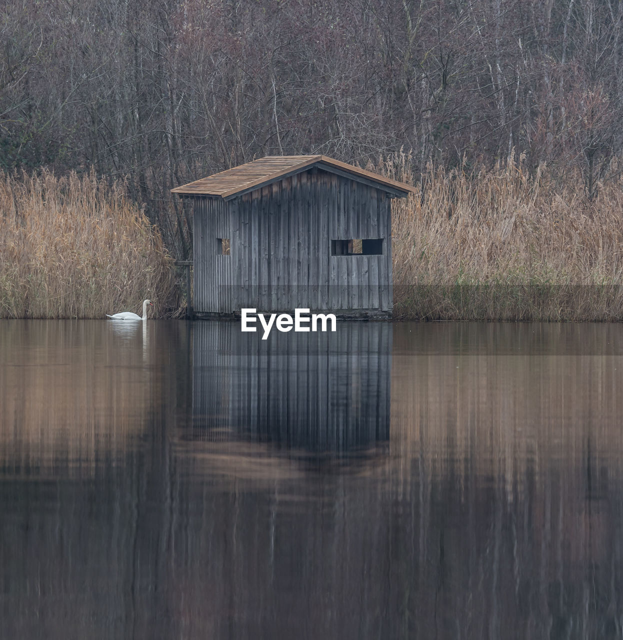 Birdwatching hide by lake with a swan