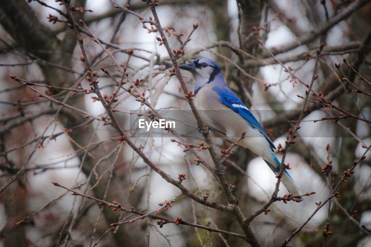 Low angle view of blue jay perching on twig