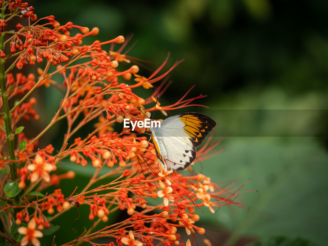 CLOSE-UP OF BUTTERFLY ON FLOWER