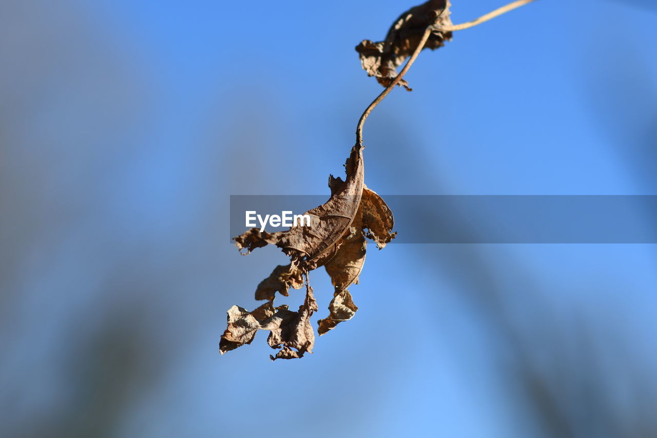 LOW ANGLE VIEW OF WILTED PLANT