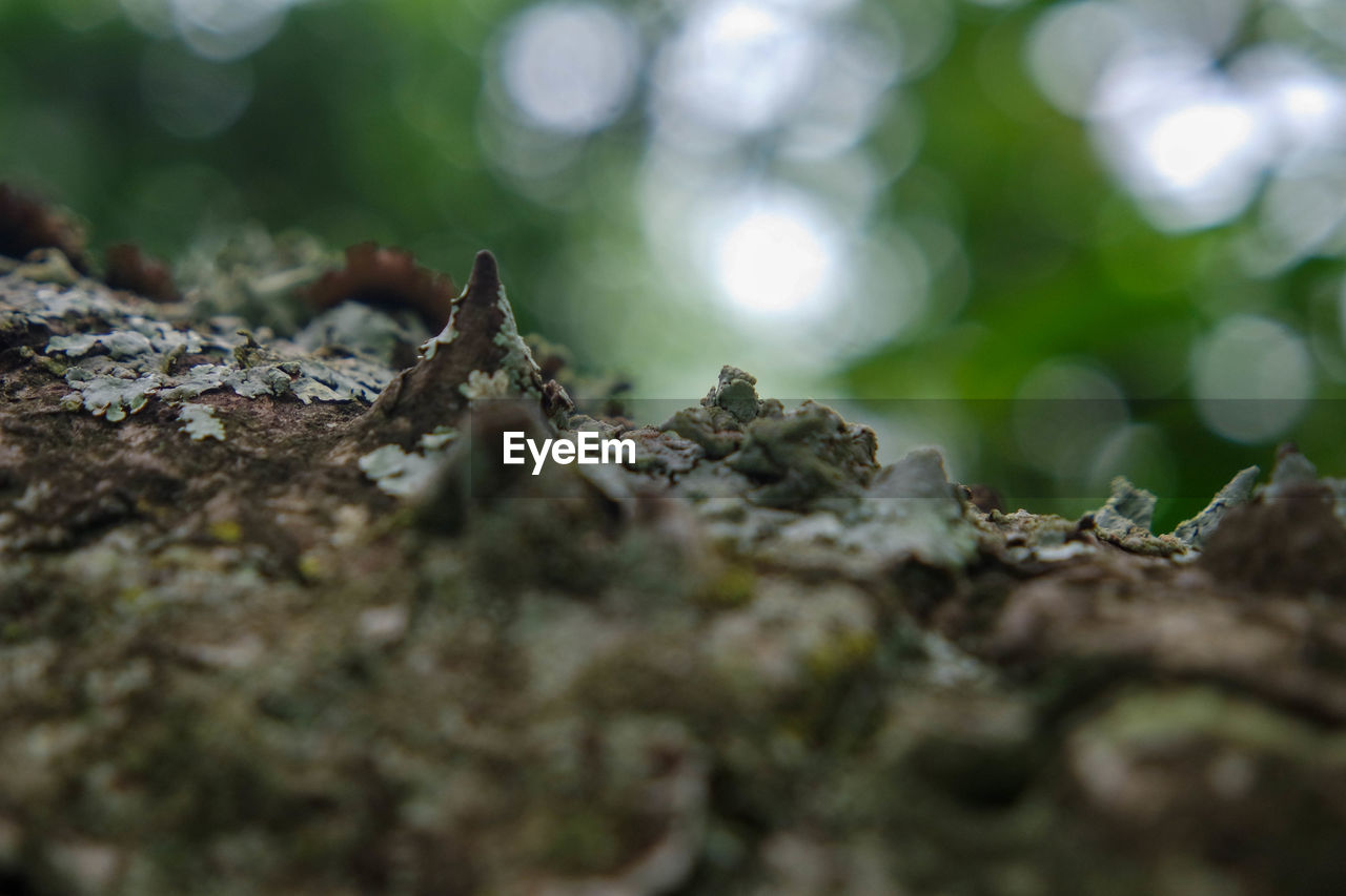 CLOSE-UP OF MOSS GROWING ON ROCK
