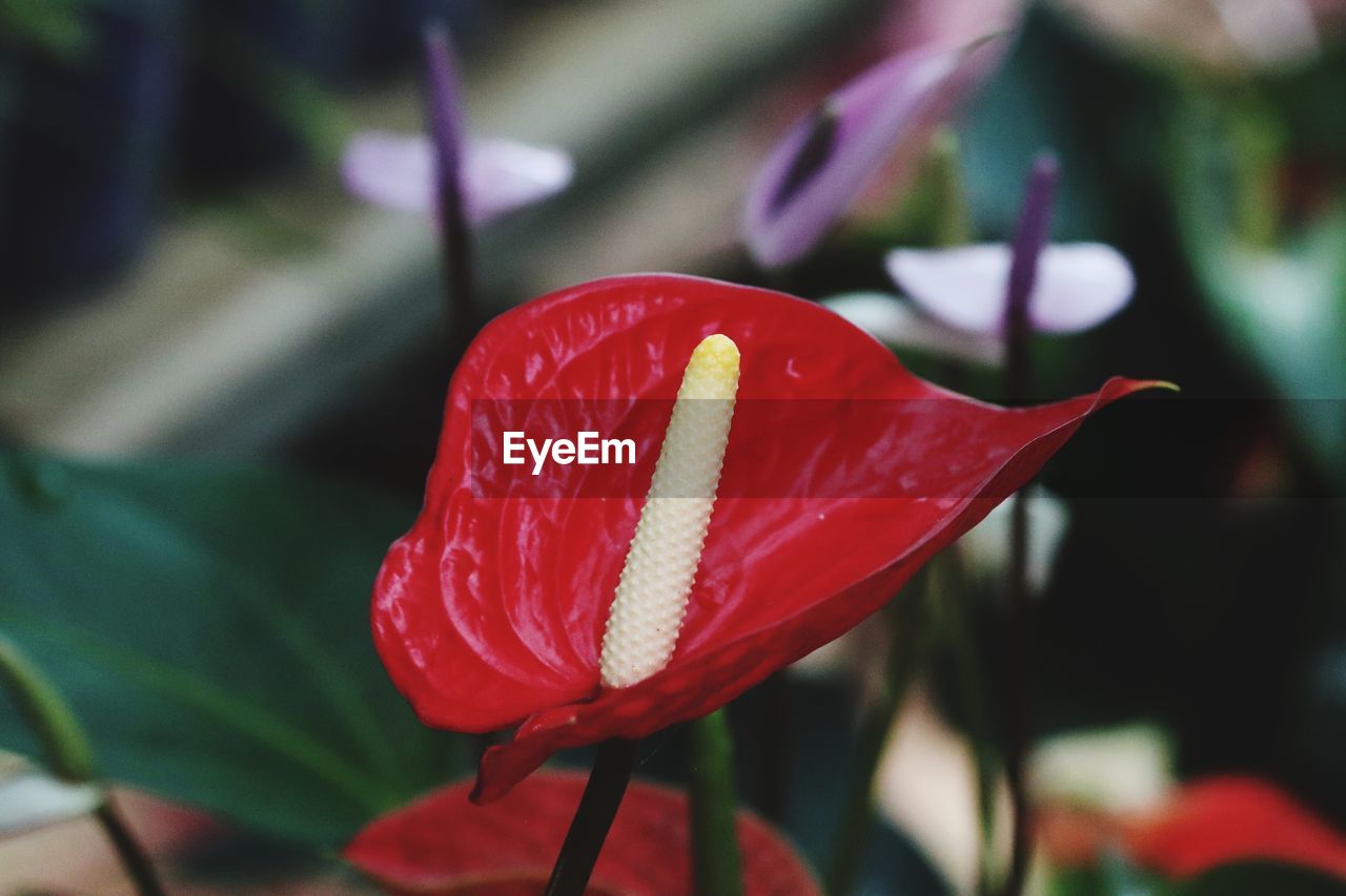 CLOSE-UP OF RED ROSE ON LEAF