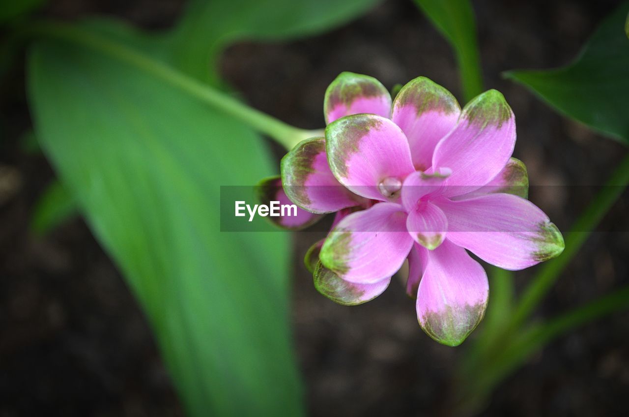 CLOSE-UP OF FLOWERS