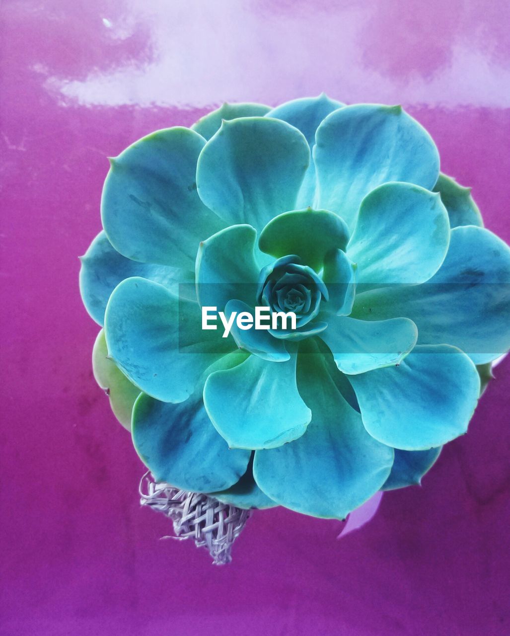 CLOSE-UP OF PINK FLOWER WITH PURPLE FLOWERS