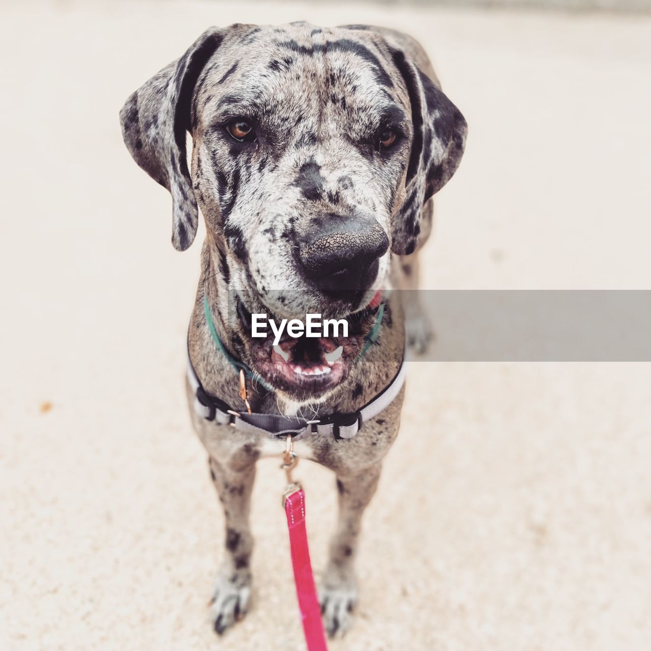 Close-up portrait of a dog