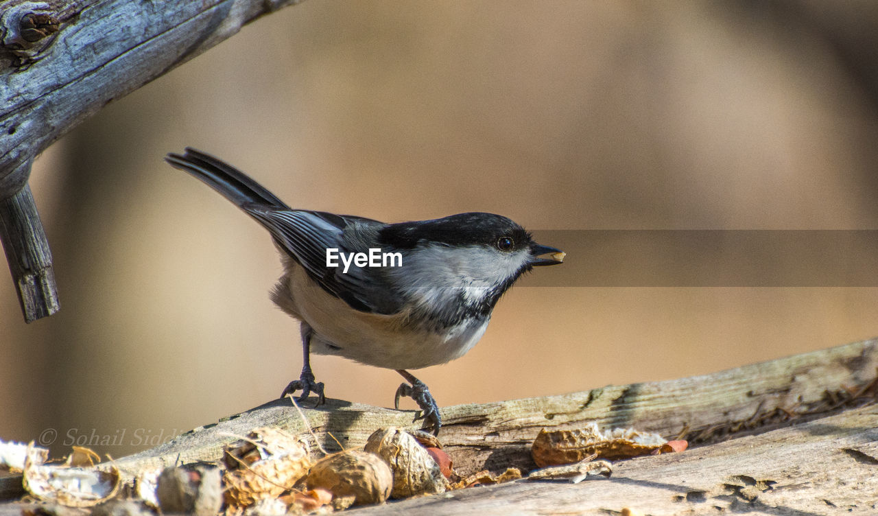 CLOSE-UP OF BIRD PERCHING