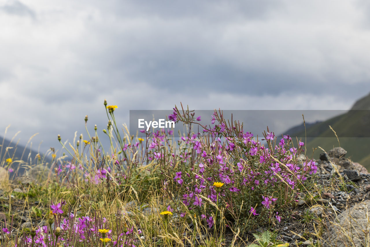 CLOSE-UP OF PURPLE FLOWERING PLANTS ON LAND AGAINST SKY