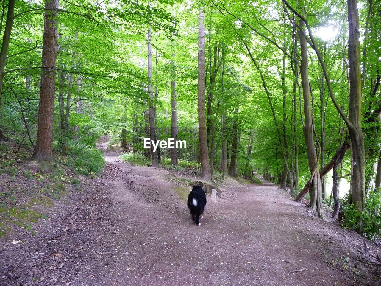 Rear view of greater swiss mountain dog walking amidst trees in forest