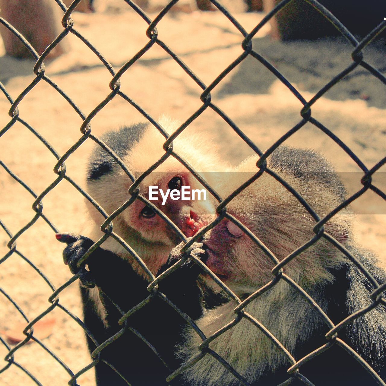 Monkeys in cage at zoo