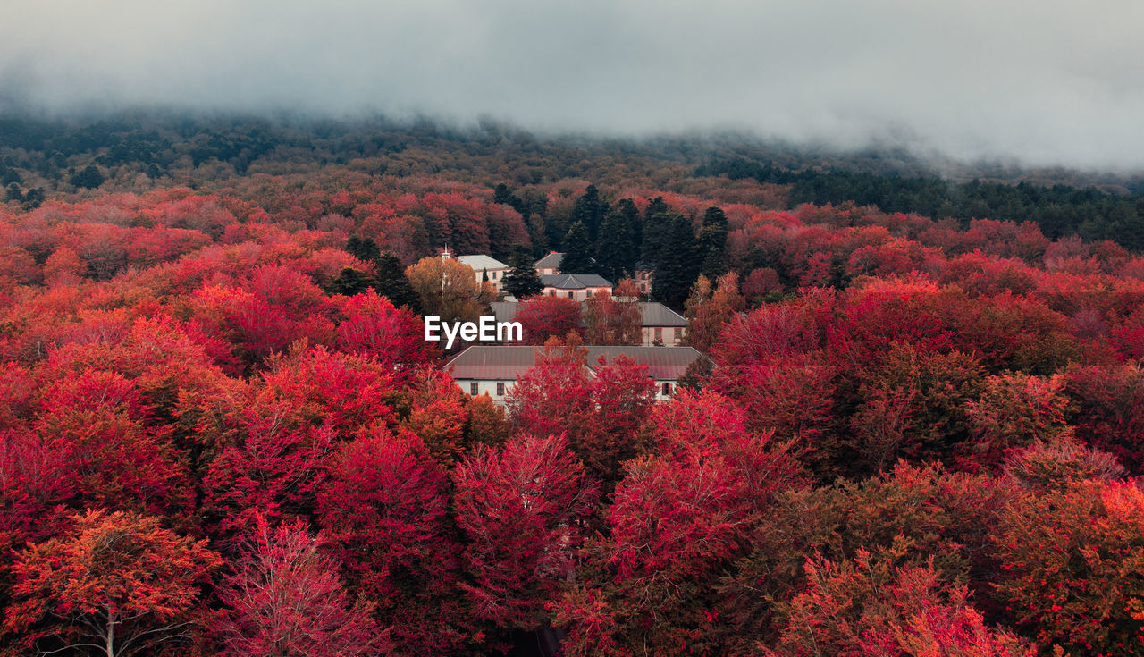 Old houses into the autumnal canopy of tree in the mountains aerial