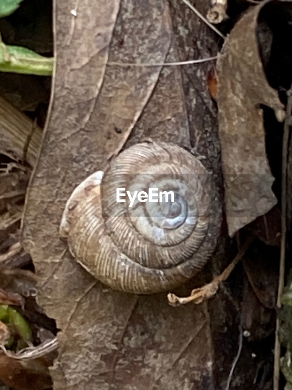 CLOSE-UP OF SNAIL