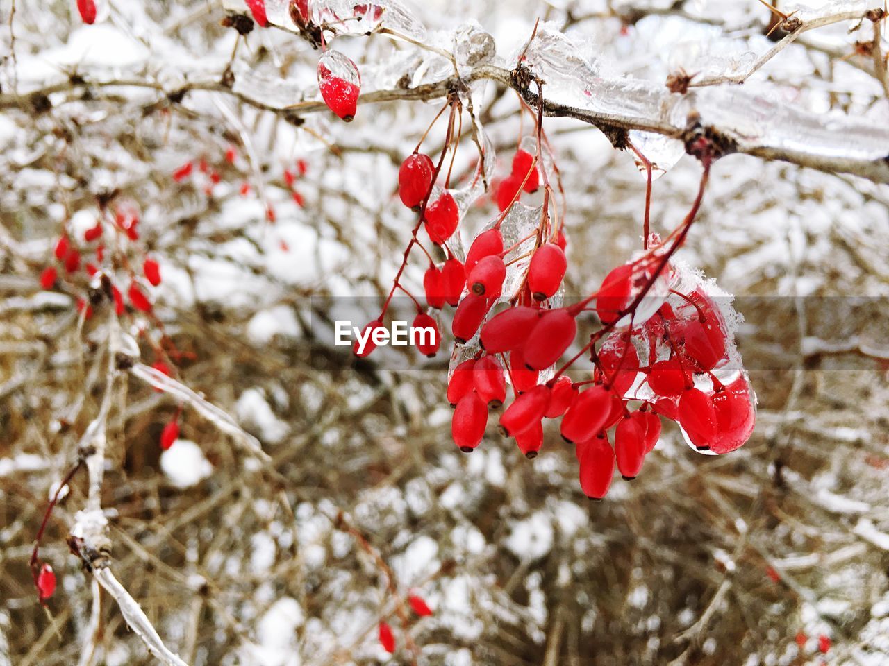 CLOSE-UP OF FROZEN TREE