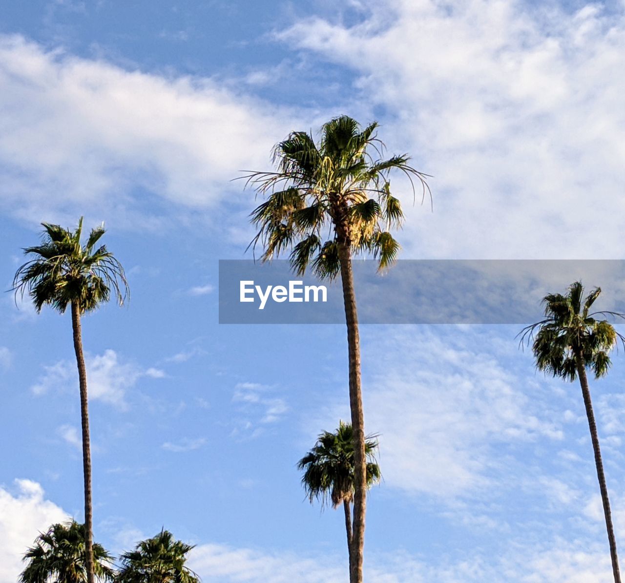 LOW ANGLE VIEW OF PALM TREE AGAINST SKY