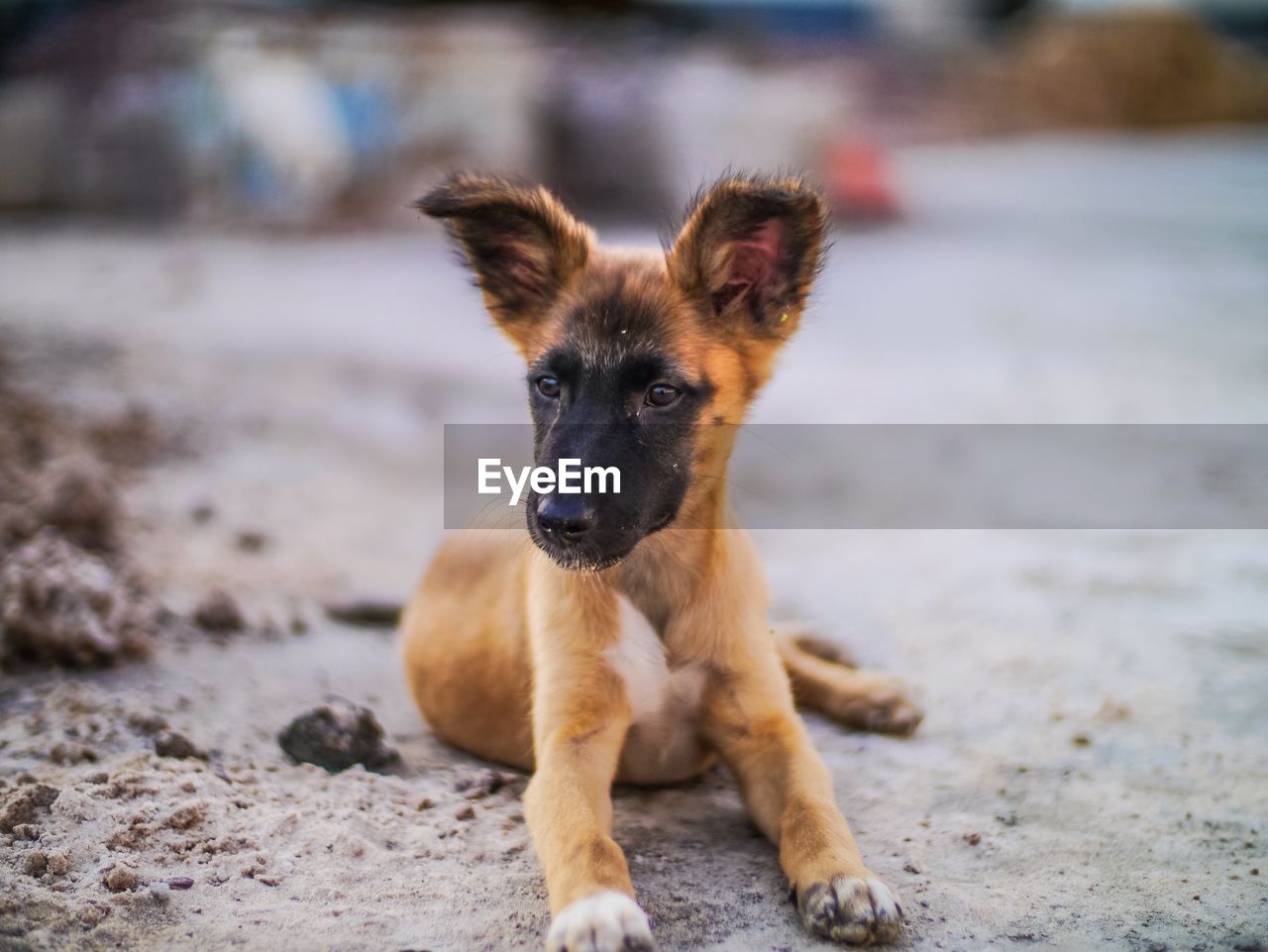 Portrait of shepherd dog on ground