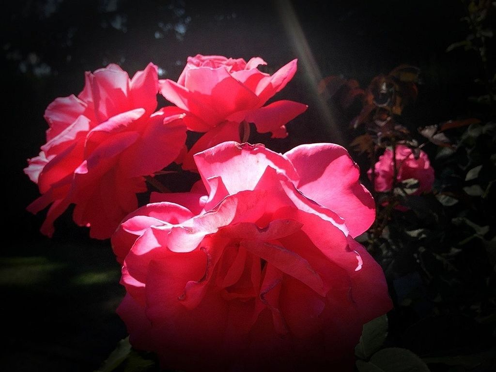 Close-up of red roses blooming in park