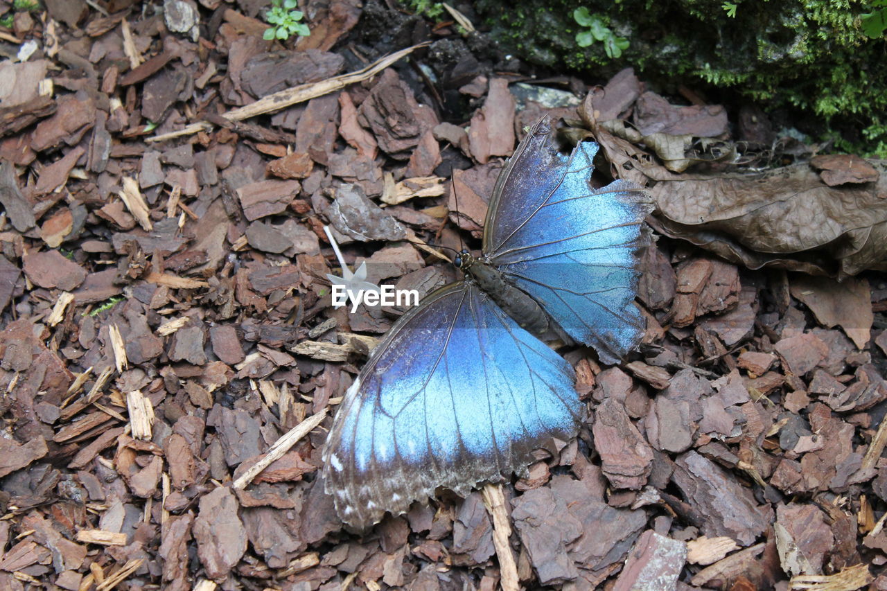 CLOSE-UP OF BUTTERFLY ON DRY LEAVES