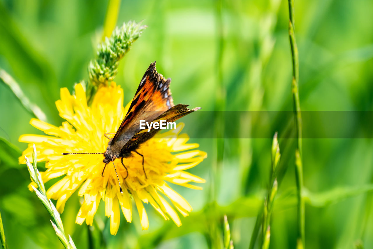 CLOSE-UP OF BUTTERFLY POLLINATING FLOWER