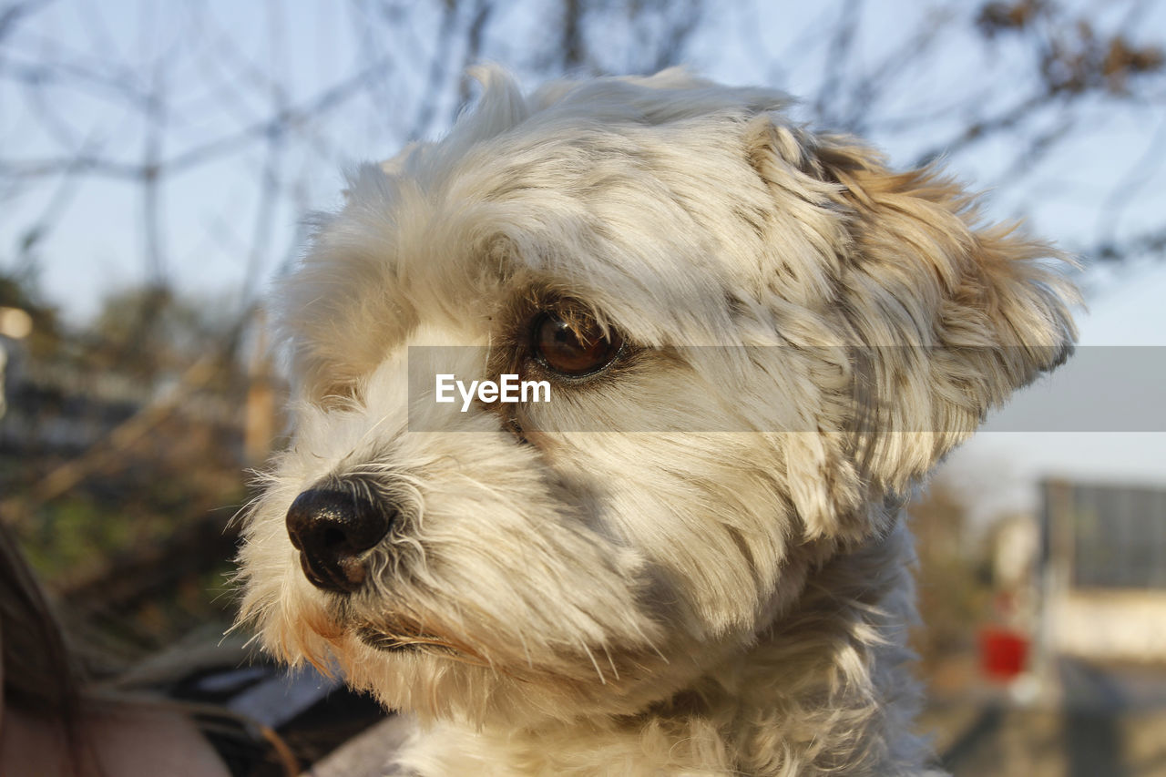 CLOSE-UP OF A DOG LOOKING AWAY OUTDOORS