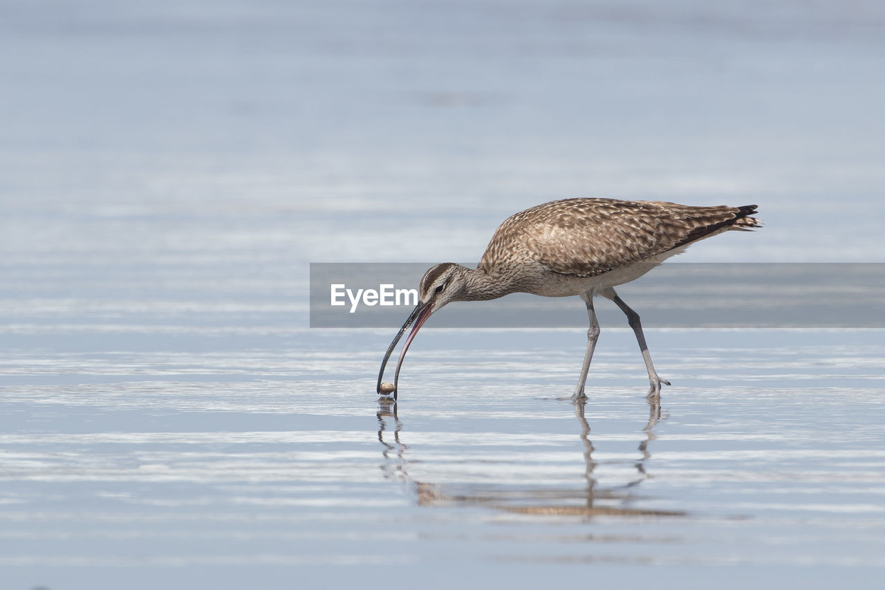 BIRD ON SHORE AGAINST SEA