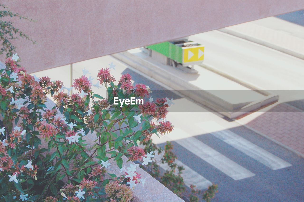 HIGH ANGLE VIEW OF PINK FLOWER POTS ON BUILDING