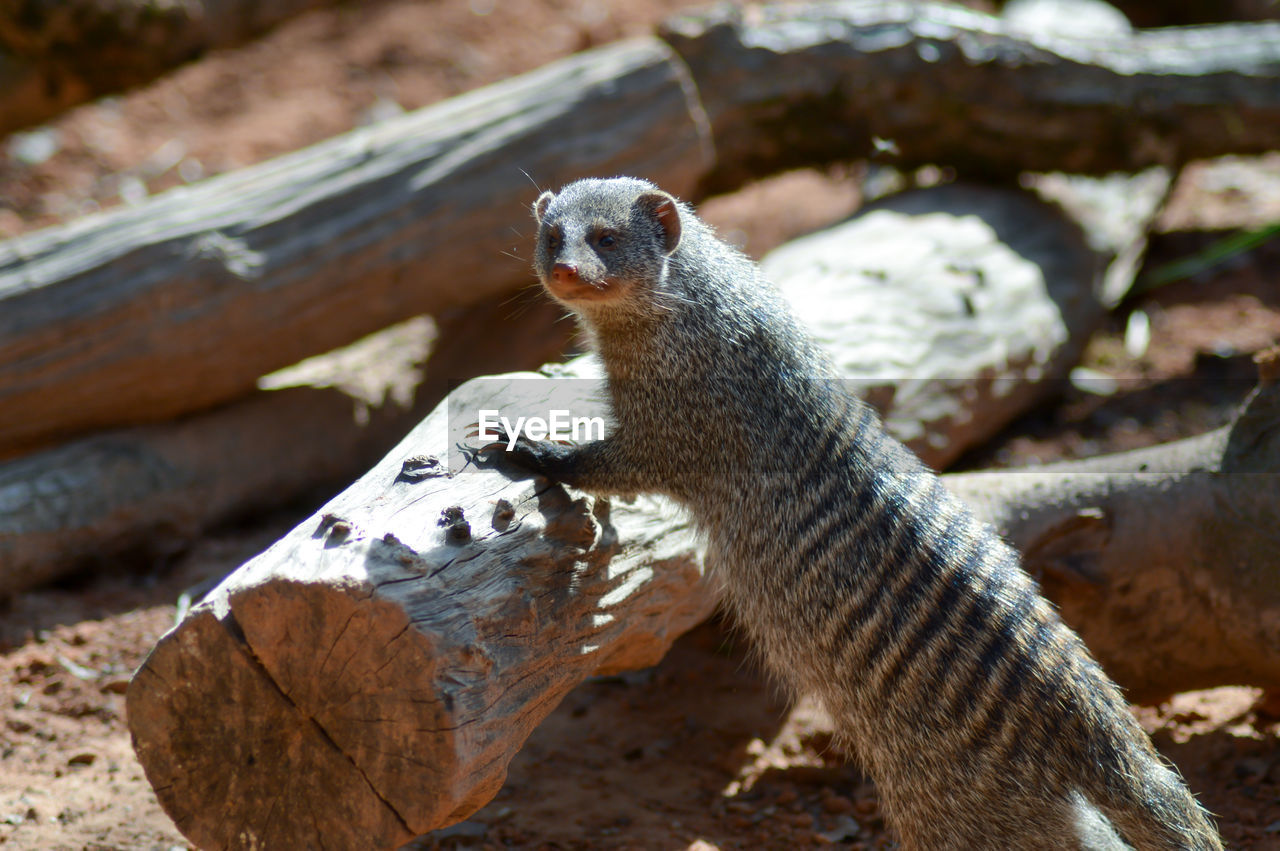 High angle view of banded mongoose on leaning log at field