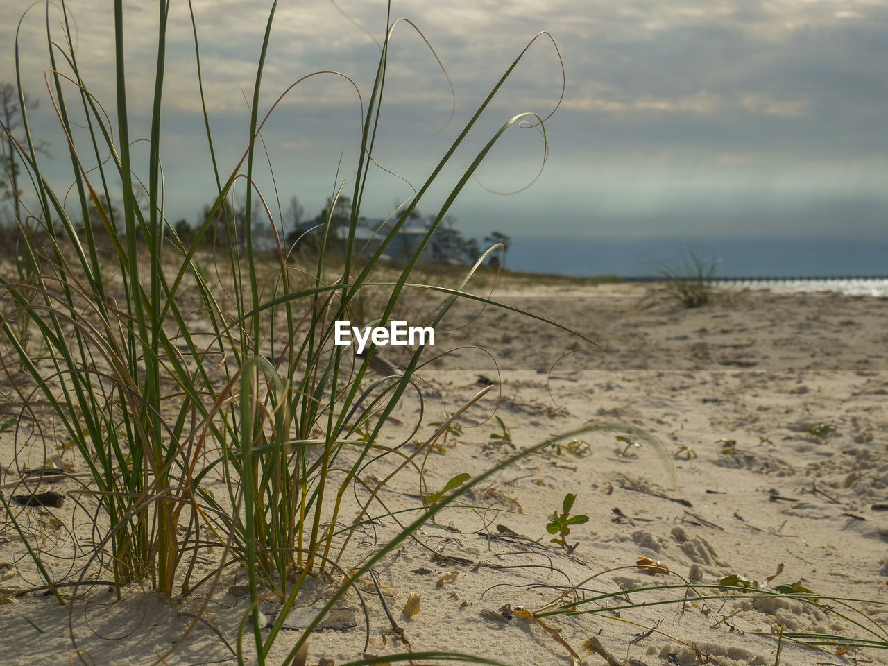 Grass growing on beach against sky