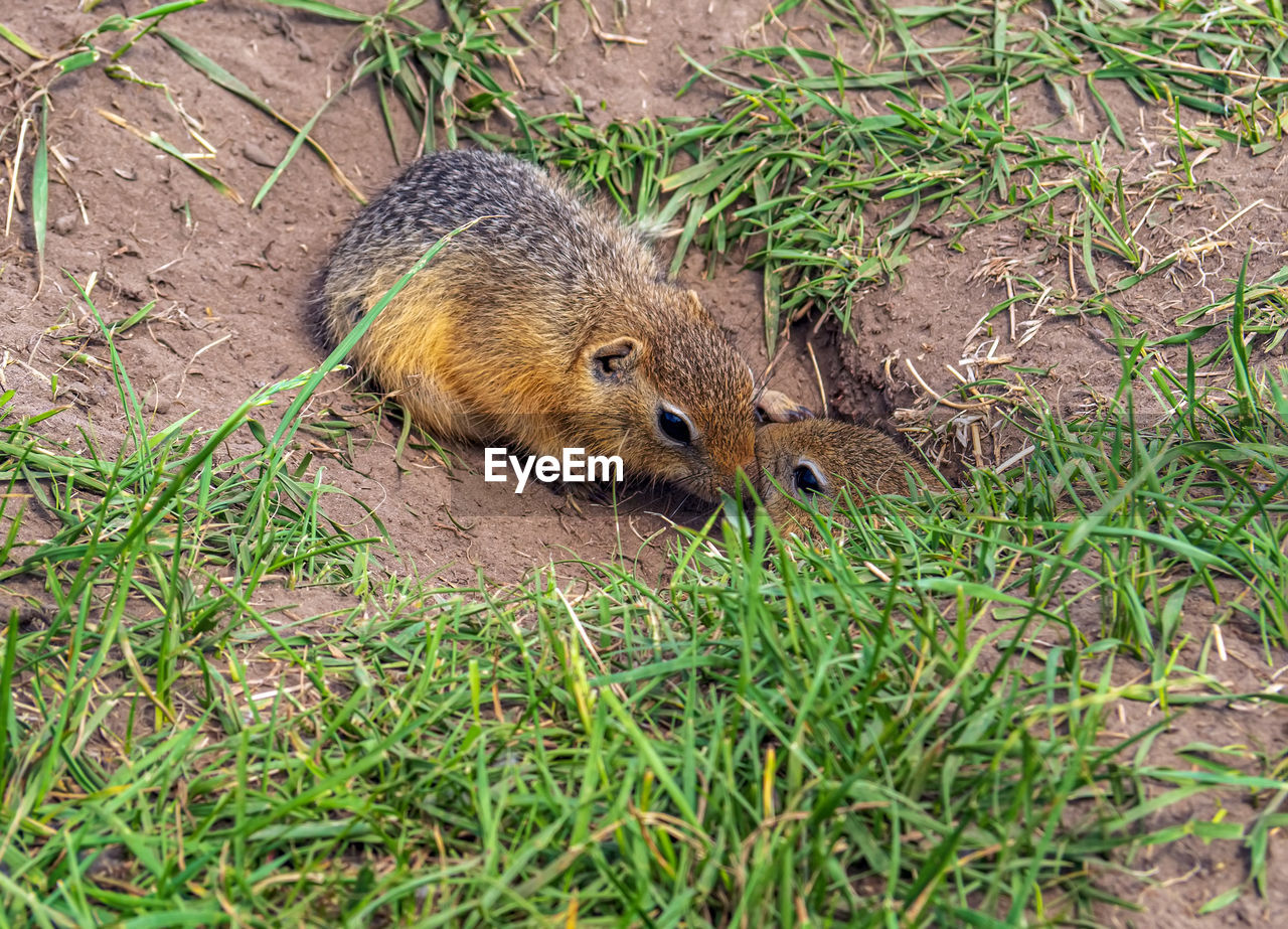 Two gopher cubs are playing on the lawn. close-up