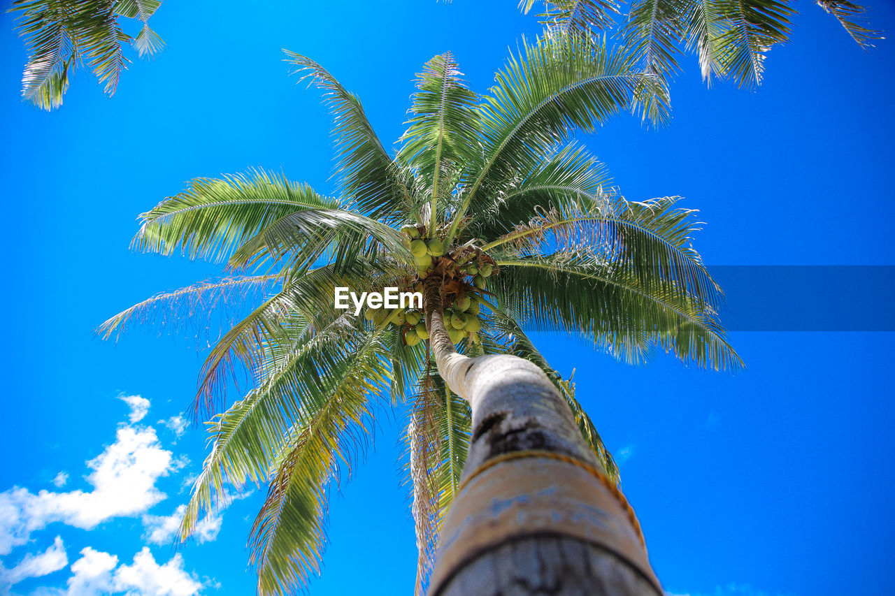 LOW ANGLE VIEW OF COCONUT PALM TREES AGAINST BLUE SKY