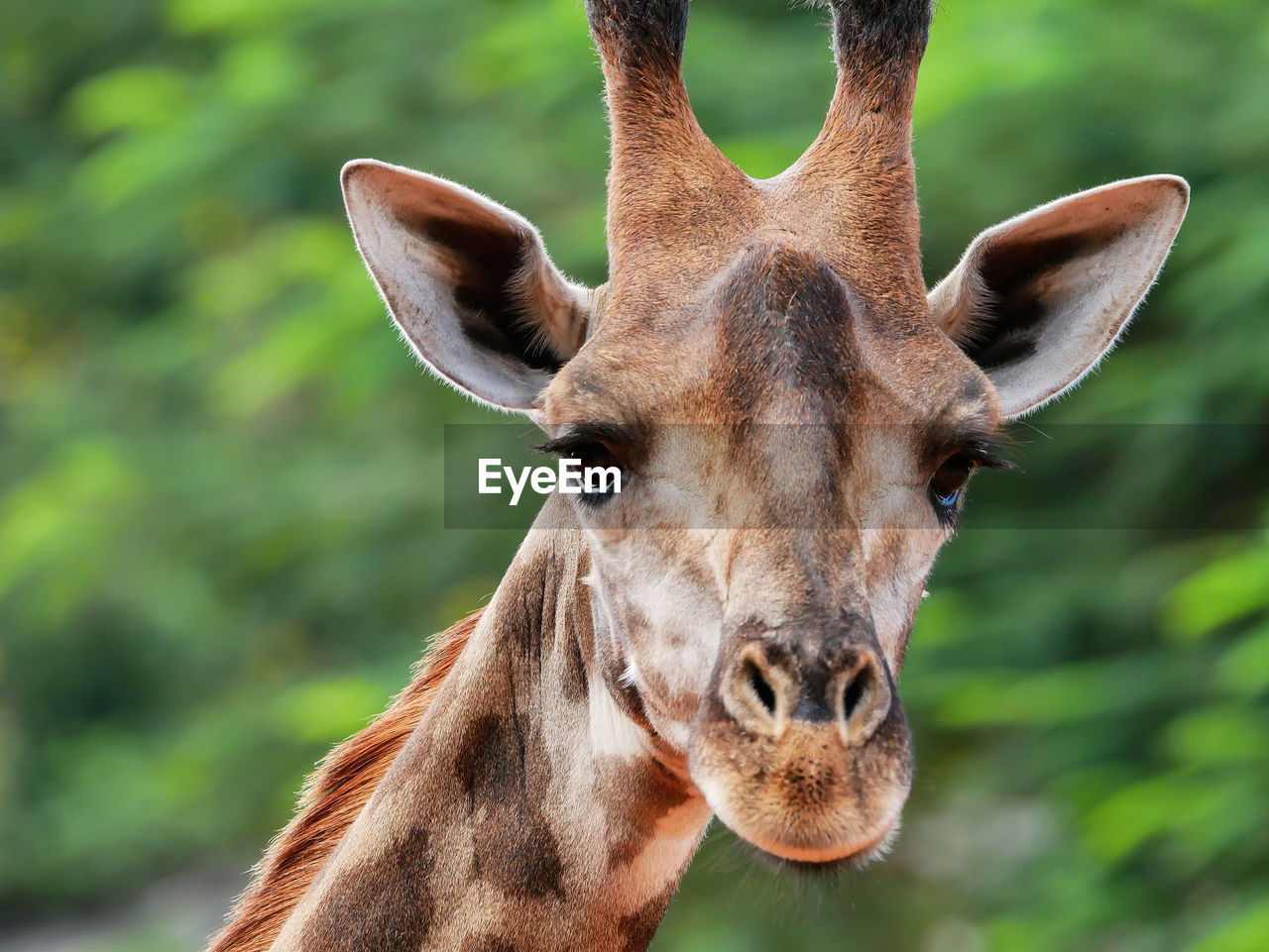 Close-up portrait of giraffe